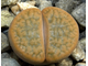 Lithops hookeri v.subfenestrata C175 (MG-1616.68)