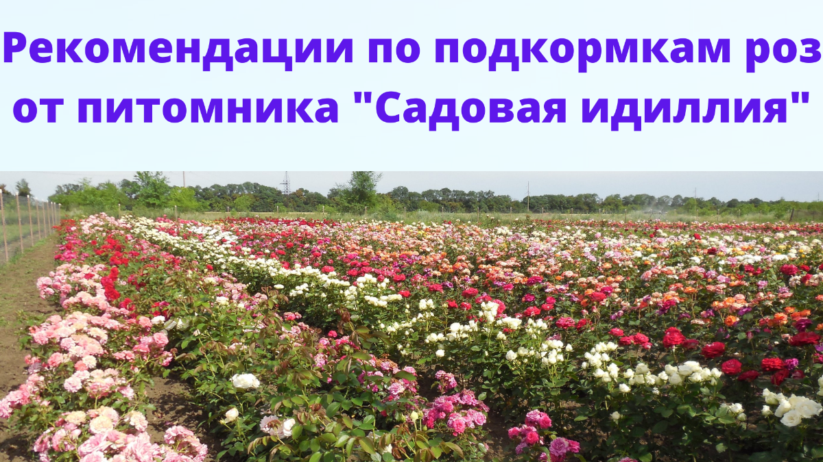 Питомник роз акиевых