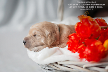 Мальчик с ГОЛУБЫМ ошейничком, 8 дней