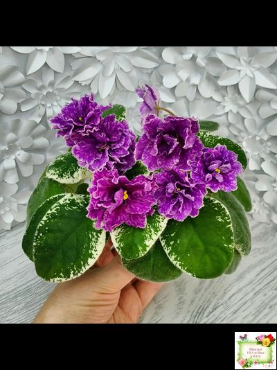 SV-Космические Ежи (С. Суворова) 2021 г.