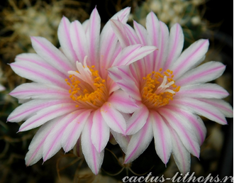 Turbinicarpus pseudomacrochele v.alenae Rog 199 - 10 семян