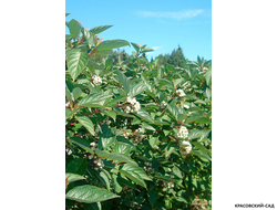 Дерен белый Сибирика фото в саду красовский-сад.рф