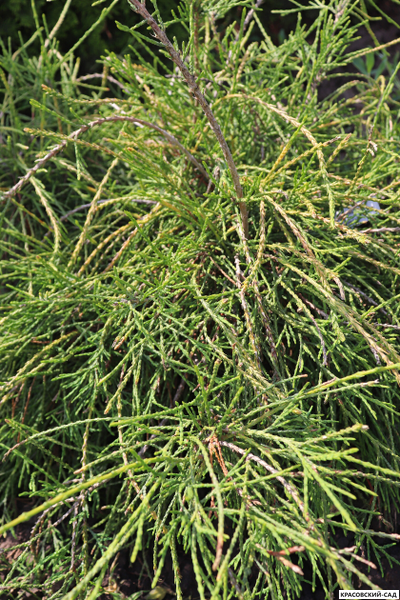 Туя Филиформис - Filiformis