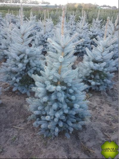 Ель колючая "БЛЮ ДАЙМОНД" (саженец 0,9 см)