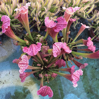 Sarracenia Fiona