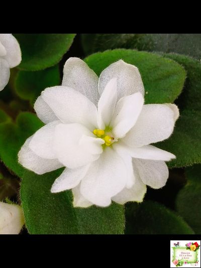 ЛЕ-Жемчужинка (Е. Лебецкая) 2018 г. трейлер