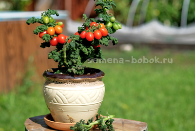 Томат Curly Kaley (Кудрявый Кейли), 7 шт