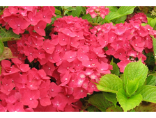 Гортензия крупнолистная Лёйхфейер  2х летка горш.С1.5л