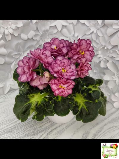 ЛФ-Мраморный Пион (Л. Федосеева)