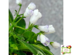 ГЕА-Я Подарю Вам Ландыши химера по листу трейлер