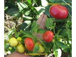 Перец острый Алма паприка (Яблочный перец, Alma Paprika)