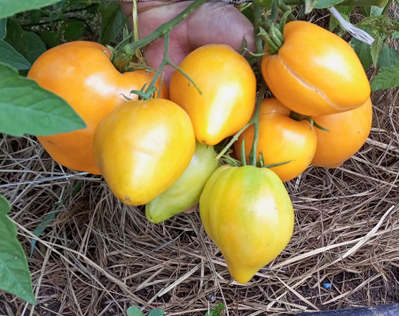 Томат Сердце Любы (Lyuba's Heart)