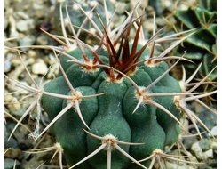 Gymnocalycium ferocior STO 94-866 ? (D=20-25мм)