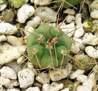 Gymnocalycium mostii v. genseri VG 1085