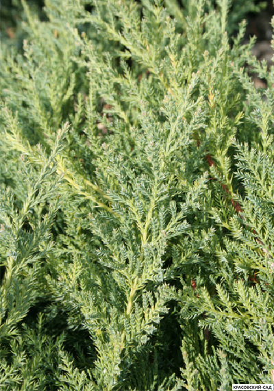 Можжевельник пфитцериана Компакта