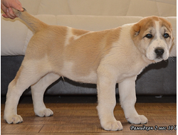 Кобель №3. РАМИДХАН. Продан.