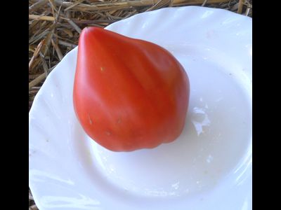 Томат Чудо Волфорда (Wolford Wonder)