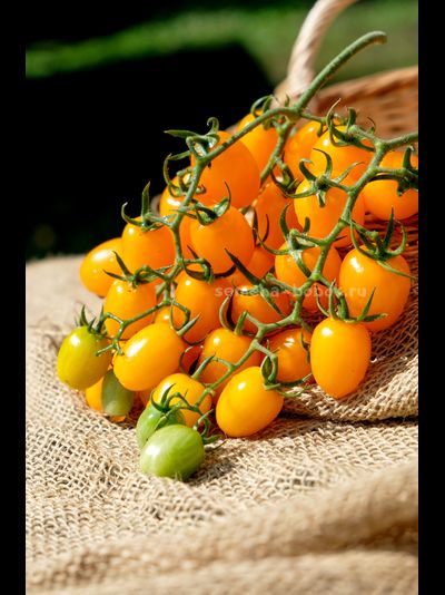 Томат  Datterini yellow (Даттерини Желтый), 10 шт