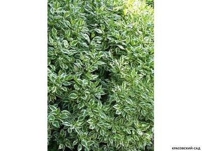 Дерен белый Элегантиссима