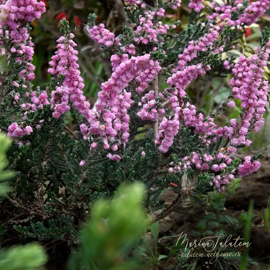 Calluna vulgaris Elsie Purnell