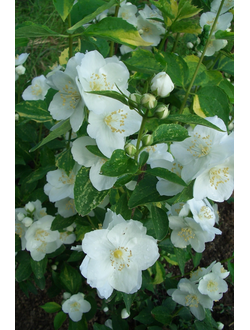 Чубушник гибридный Инносенс; С3,40-60