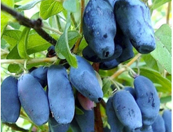 Незнакомка(жимолость), 2года, ЗКС