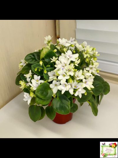 Broadway Star Trail (Селекционер неизвестен) трейлер