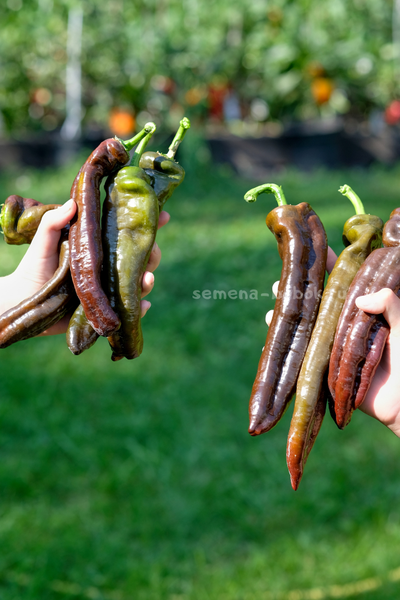 Перец сладкий Ramiro Chocolate (Рамиро Шоколадный), 10 шт