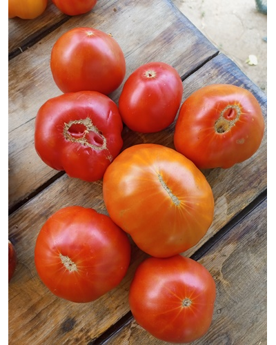 Томат Гибрид любви