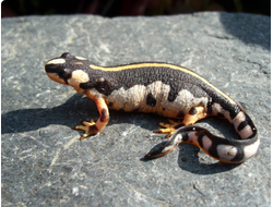 Иранский тритон или загросский тритон (Neurergus kaiseri)