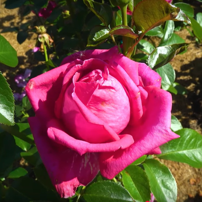 Роза Сентер Роял (Senteur Royale), ОКС, Россия