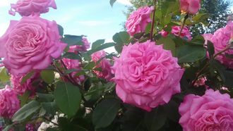 Эшли ( Ashley), Christian Evers