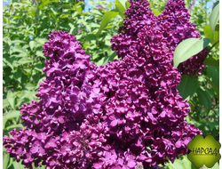 Сирень "ИНДИЯ" (очень темная)