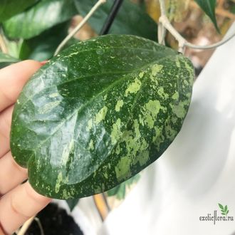 Hoya cv. Michele MB 1255