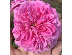 Пинк Фламинго (Pink Flamingo)