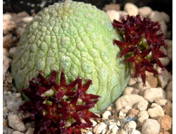 Pseudolithos migiurtinus - 3 семени