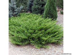 Можжевельник Мас  - Mas