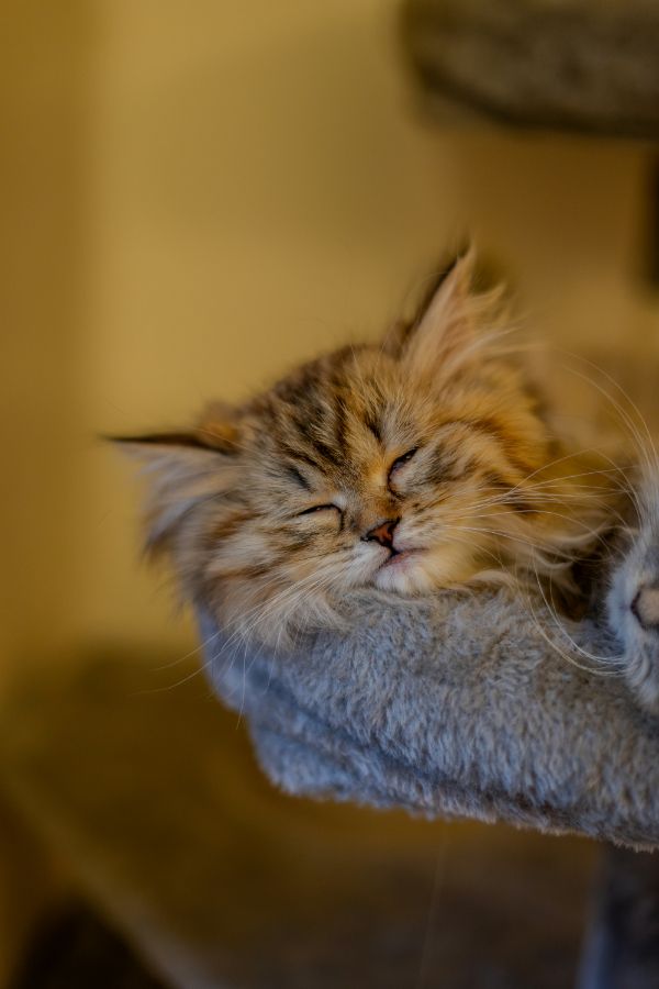 Сколько обычно спят кошки? Когда кошки видят сны?