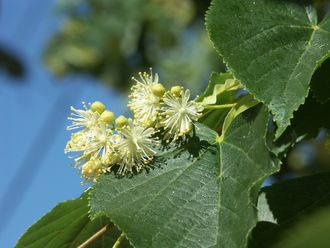 Липа мелколистная или сердцевидная (Tilia cordata) (80-100\7л)