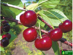 Вишня "Звездочка"