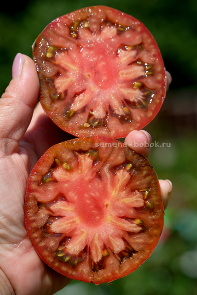 Томат Brandywine Black (Брендивайн Черный)