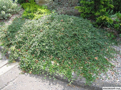 Кизильник Даммера Мэйджор - Major