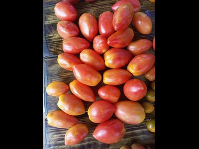 Томат Гном Затонувший персик (Dwarf Sunkissed Peach), США, Австралия