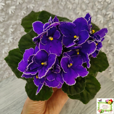 ЛЕ-Прекрасная Креолка (Е. Лебецкая) 2009 г