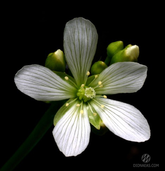 Dionaea muscipula Crested petioles