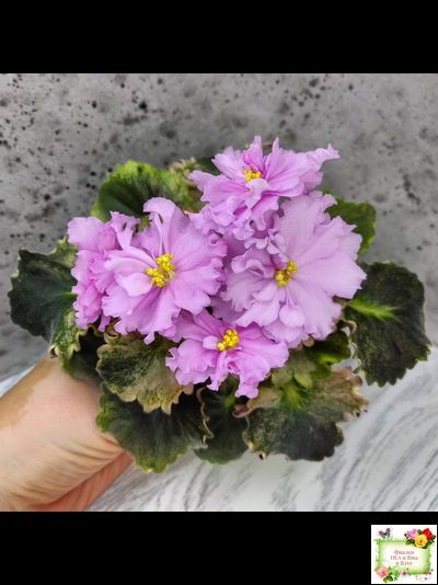 АВ-Поющие Пески (Фиалковод) 2021 г. (гёрл-листья с кроновой пестролистностью)