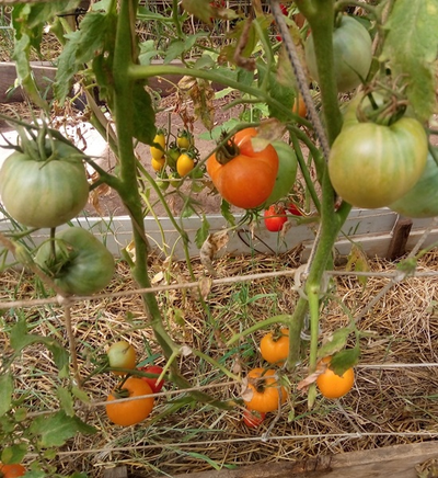 Томат Летний абрикос (Болгария)