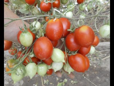 Томат Гибрид №2 Тарасенко