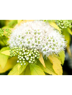 Спирея "Голд Вайт"