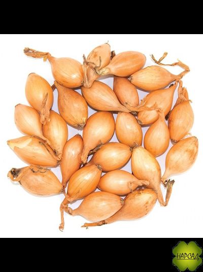 ОЗИМЫЙ ЛУК "РАДАР" (высокозимостойкий) 0,5 кг